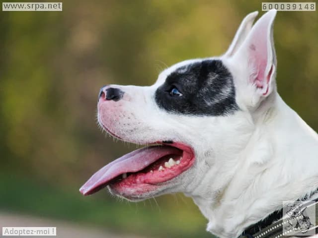 Falco, male American Staffordshire Terrier for adoption at SRPA Liege, Srpa Liege photo 3