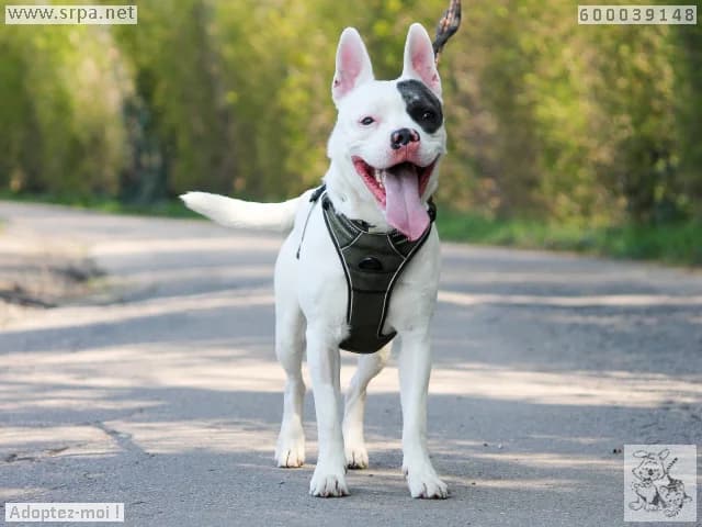 Falco, male American Staffordshire Terrier for adoption at SRPA Liege, Srpa Liege photo 4