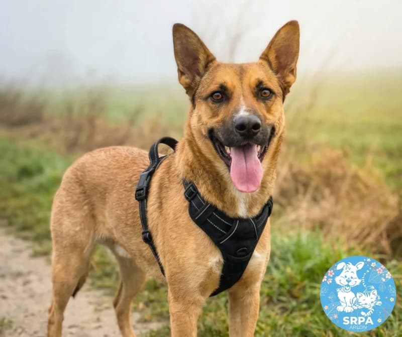 Nala, female Belgian Malinois for adoption at Srpa Liege