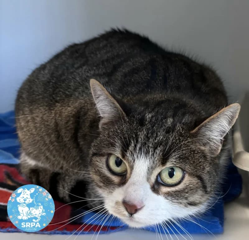 Ficelle, female European Shorthair for adoption at Srpa Liege