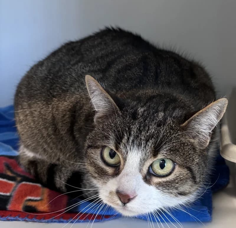 Ficelle, female European Shorthair for adoption at SRPA Liege, Srpa Liege photo 2