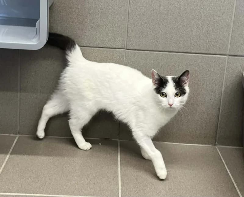 Animal 600.039, female European Shorthair for adoption at Srpa Liege