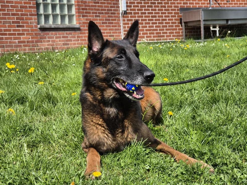 Cartouche, male senior Belgian Malinois for adoption at SRPA Liege, Srpa Liege