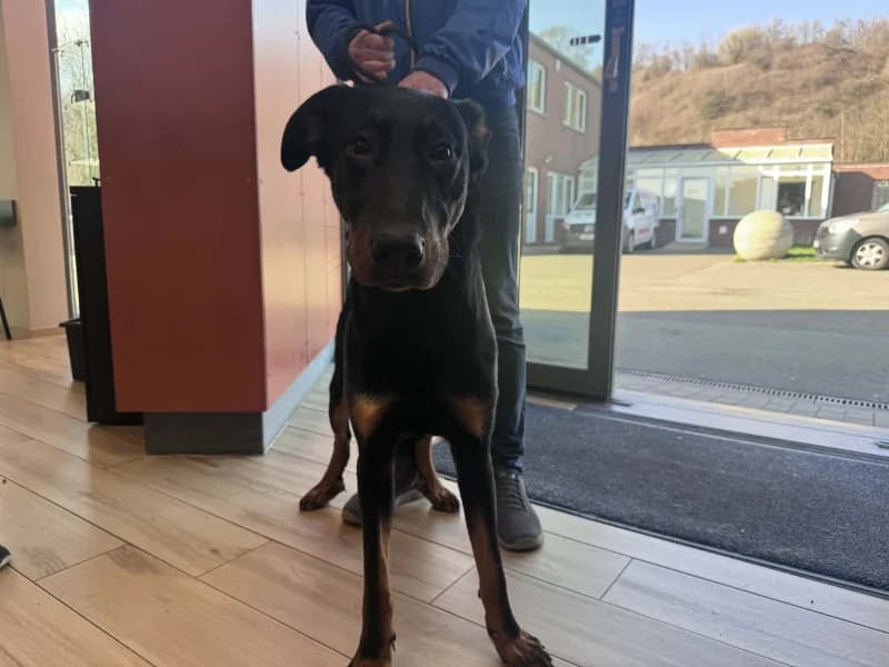 Onyx, male mixed breed for adoption at SRPA Liege, Srpa Liege