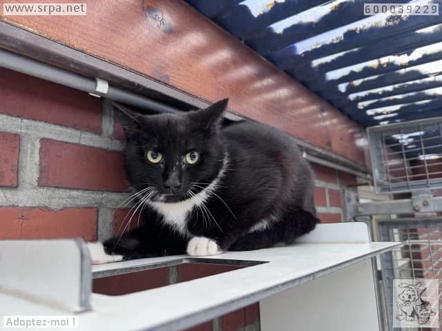 Max, male young European Shorthair for adoption at SRPA Liege, Srpa Liege