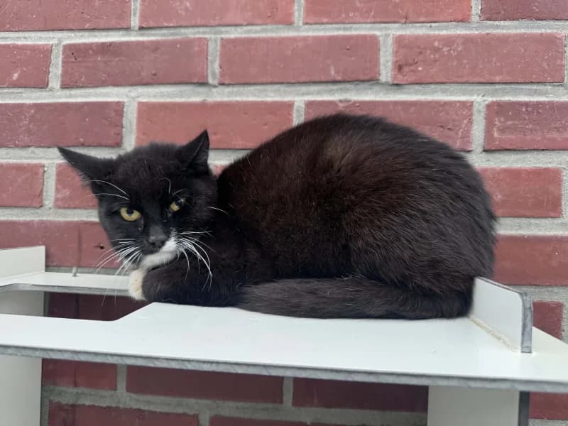 Kimi, male European Shorthair for adoption at Srpa Liege