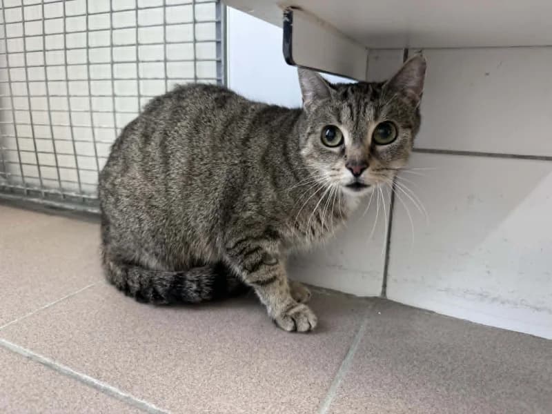 Isabel, female senior European Shorthair for adoption at SRPA Liege, Srpa Liege