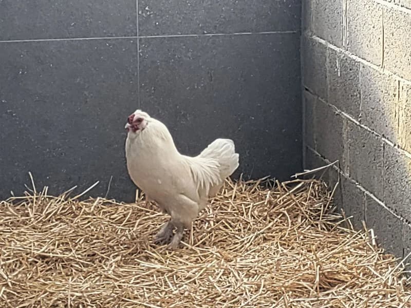 Animal 600.039, male mixed breed for adoption at SRPA Vinalmont