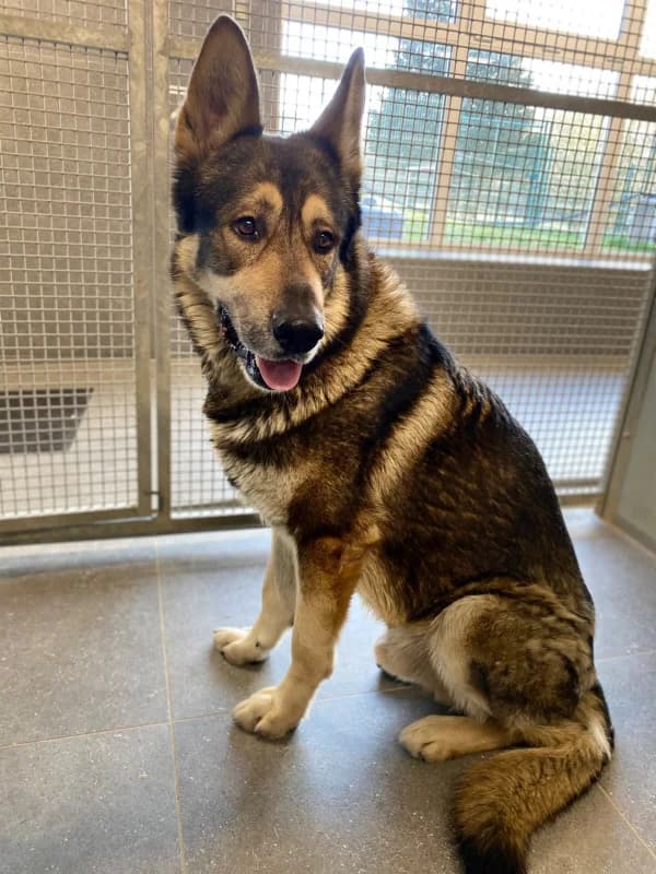 Boika, male 6yo German Shepherd for adoption at SRPA Vinalmont