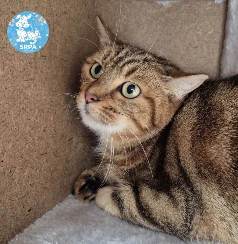 Rose, female European Shorthair for adoption at Srpa Liege