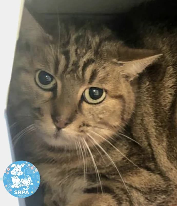 Rose, female European Shorthair for adoption at SRPA Liege, Srpa Liege photo 2