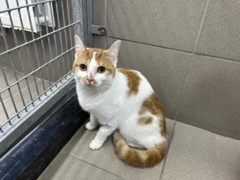 Gribouille, female European Shorthair for adoption at Srpa Liege