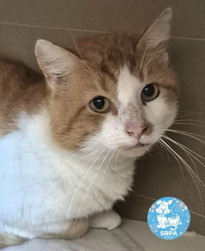 Spirit, male 7yo European Shorthair for adoption at SRPA Arlon