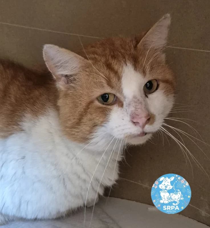 Spirit, male European Shorthair for adoption at SRPA Liege, Srpa Liege photo 2