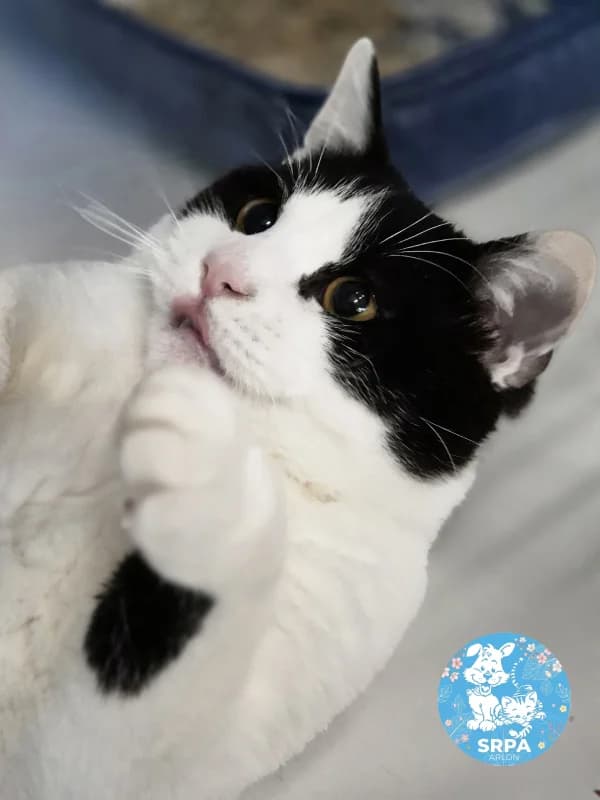 Coco, male European Shorthair for adoption at Srpa Liege