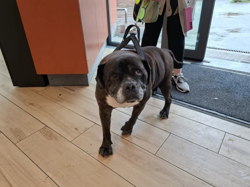 Balou, male senior French Bulldog for adoption at SRPA Liege, Srpa Liege