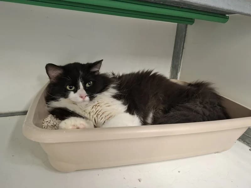 Animal 600.039, male 5yo Mixed Breed for adoption at SRPA Vinalmont