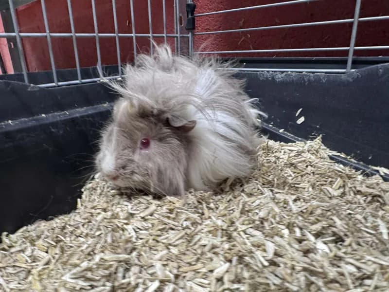 Mariane, female mixed breed for adoption at SRPA Liege, Srpa Liege