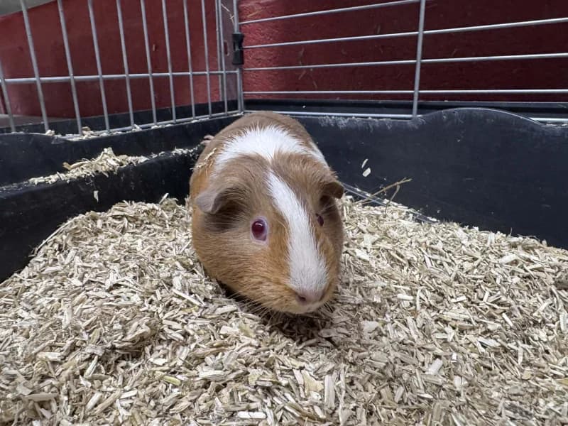 Elmire, female mixed breed for adoption at SRPA Liege, Srpa Liege