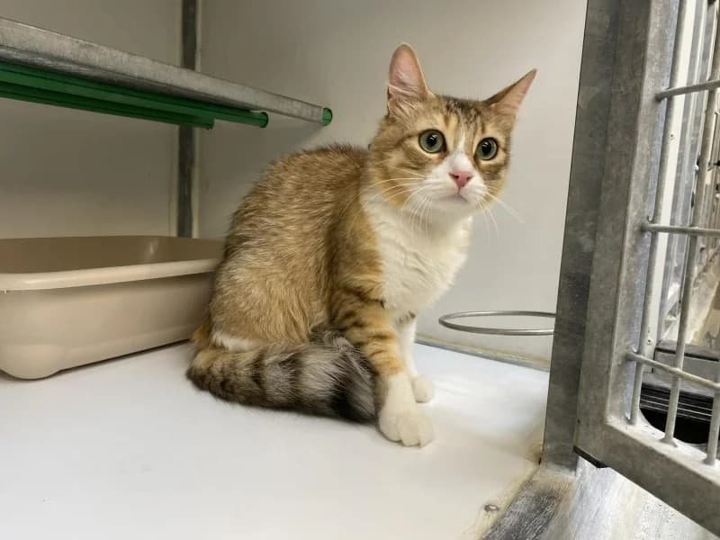 Alix, female European Shorthair for adoption at Srpa Liege