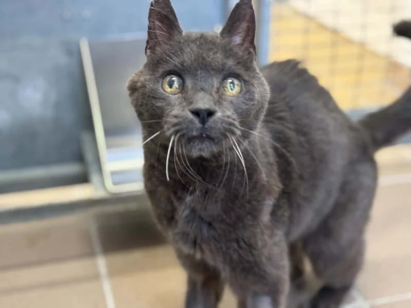 Paco, male senior European Shorthair for adoption at SRPA Liege, Srpa Liege