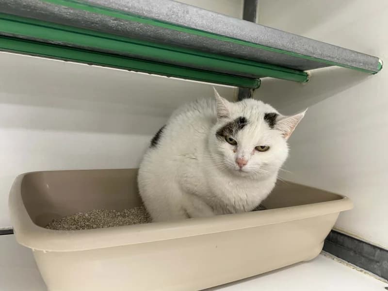 Flocon, female senior European Shorthair for adoption at SRPA Liege, Srpa Liege
