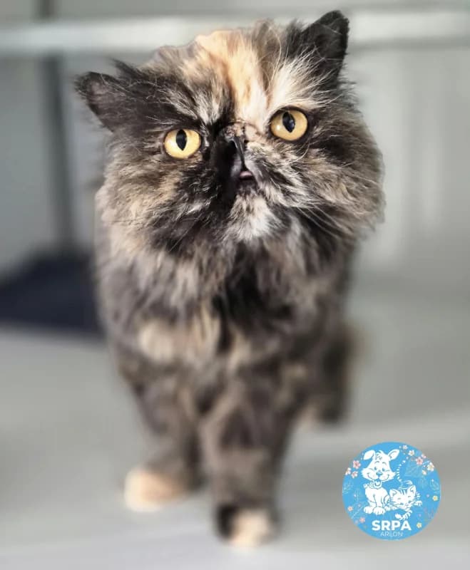 Salsa, female Persian for adoption at Srpa Liege