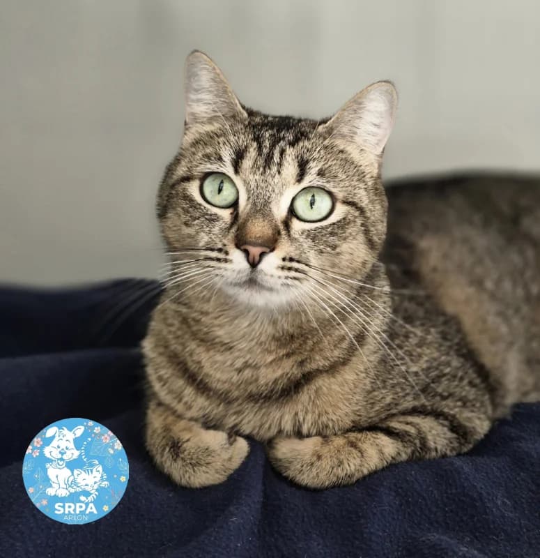 Lucy, female European Shorthair for adoption at Srpa Liege