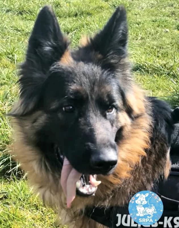 Lysie, female German Shepherd for adoption at Srpa Liege