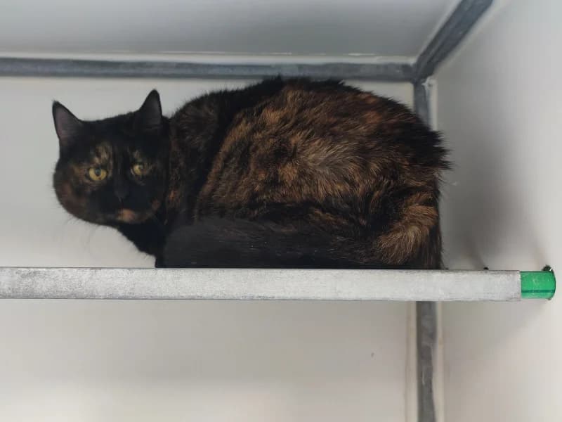 Animal 600.039, female 7yo European Shorthair for adoption at SRPA Vinalmont