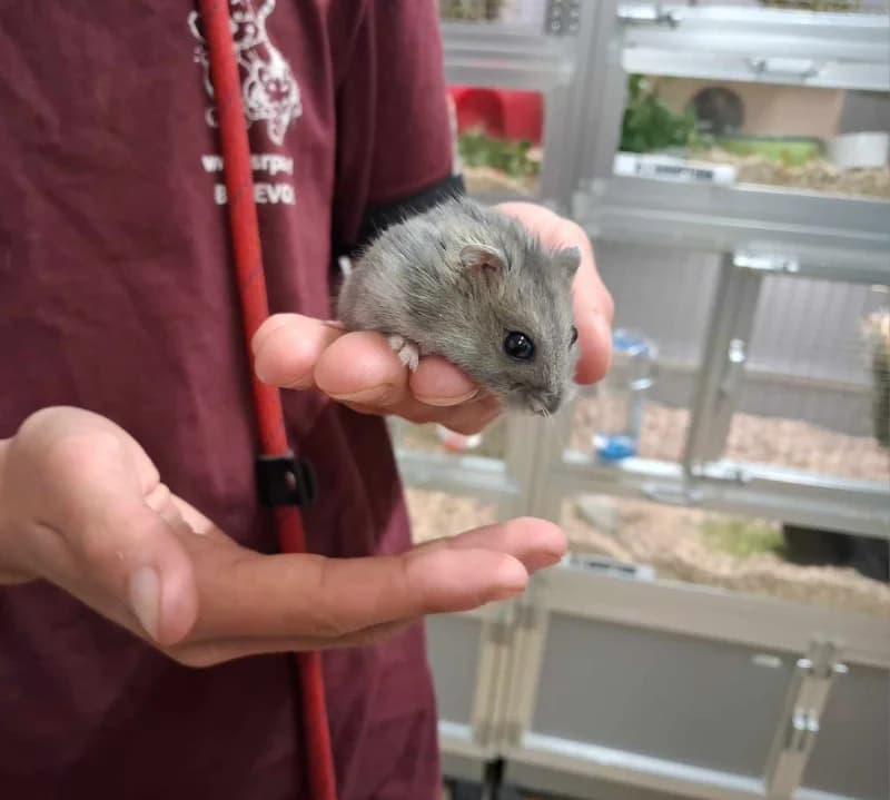 Animal 600.039, male mixed breed for adoption at SRPA Liege, Srpa Liege