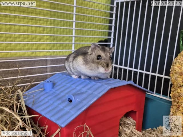 Animal 600.039, female mixed breed for adoption at SRPA Vinalmont