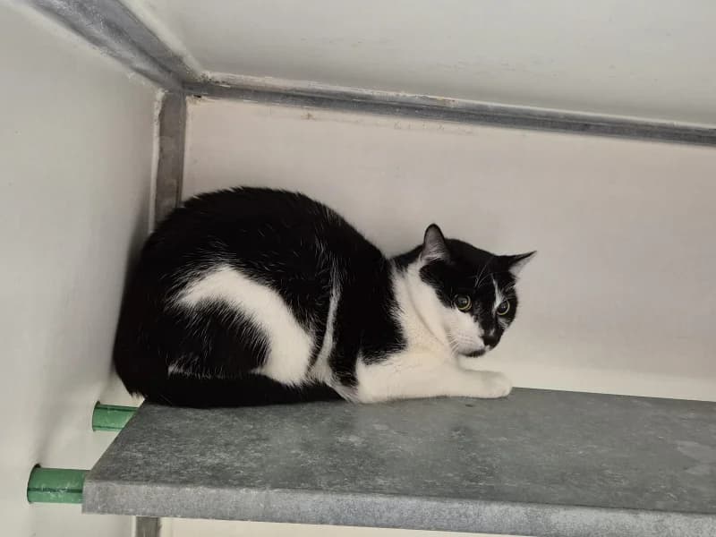 Melo, male European Shorthair for adoption at SRPA Liege, Srpa Liege