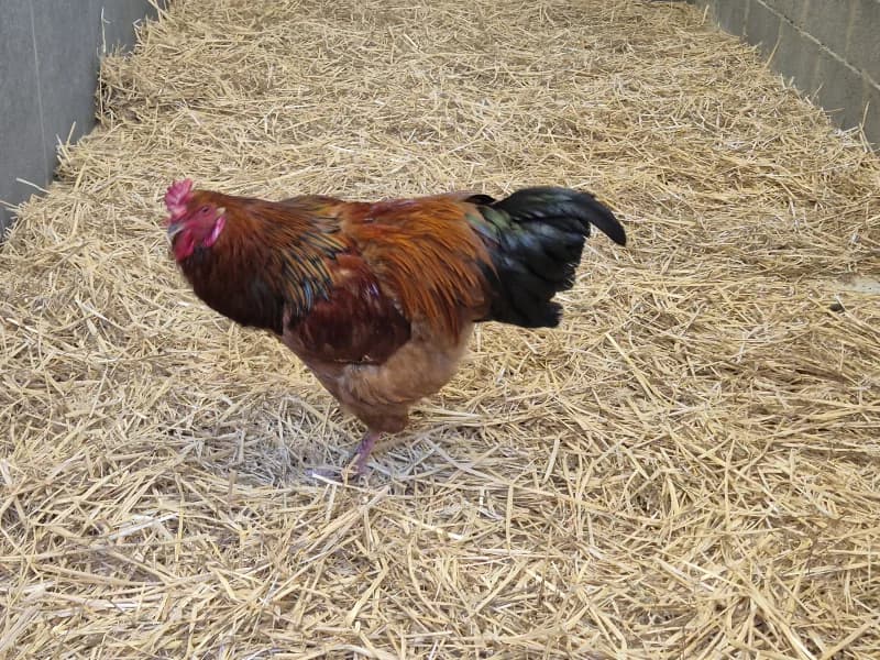 Animal 600.039, male mixed breed for adoption at SRPA Vinalmont