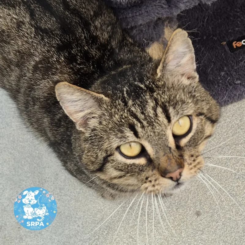 Tom, male 7yo European Shorthair for adoption at SRPA Arlon