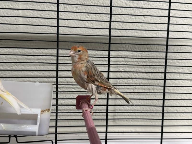 Animal 600.039,  mixed breed for adoption at Srpa Liege