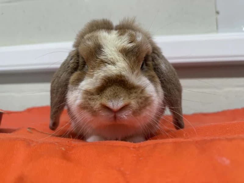 Vladimir, male mixed breed for adoption at SRPA Liege, Srpa Liege