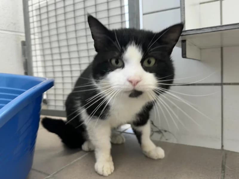 Marco, male senior European Shorthair for adoption at SRPA Liege, Srpa Liege