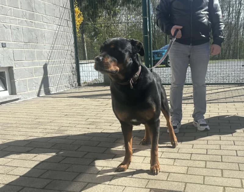 Bella, female Rottweiler for adoption at Srpa Liege