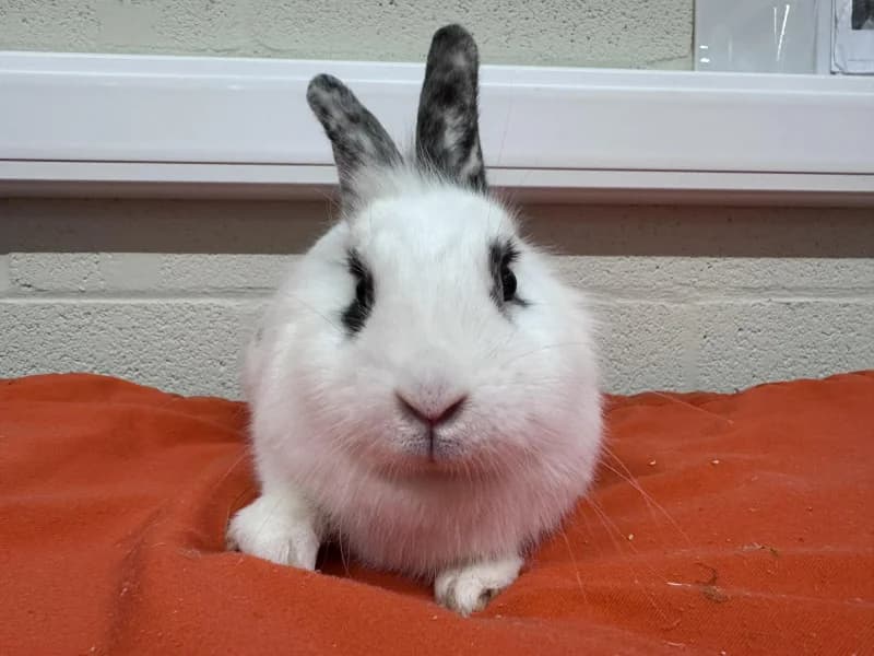 Vanessa, female mixed breed for adoption at SRPA Liege, Srpa Liege