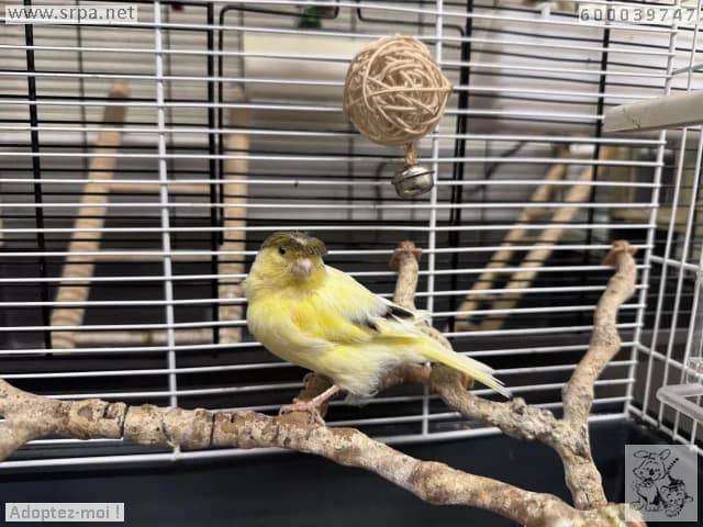 Jarry,  mixed breed for adoption at Srpa Liege