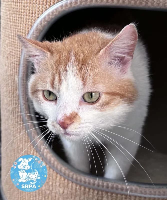 Rouky, male young European Shorthair for adoption at SRPA Arlon