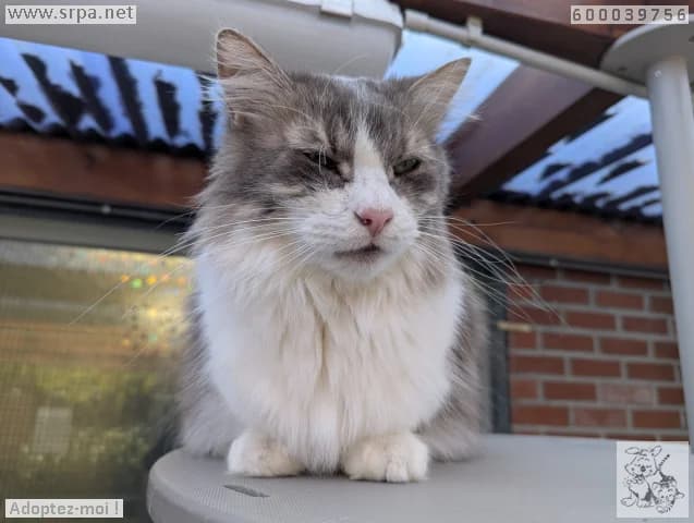 Louis, male Mixed Breed for adoption at SRPA Liege, Srpa Liege