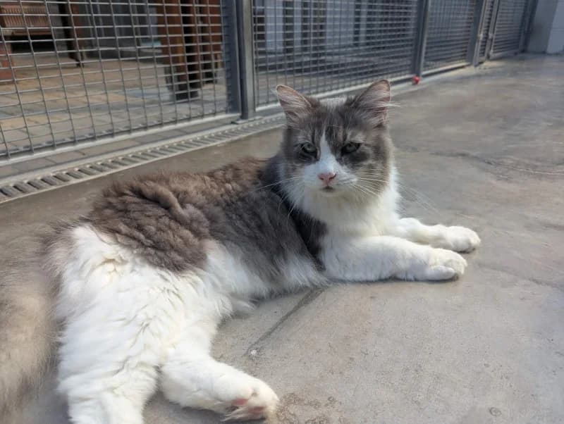 Louis, male Mixed Breed for adoption at SRPA Liege, Srpa Liege — photo 2 of 2