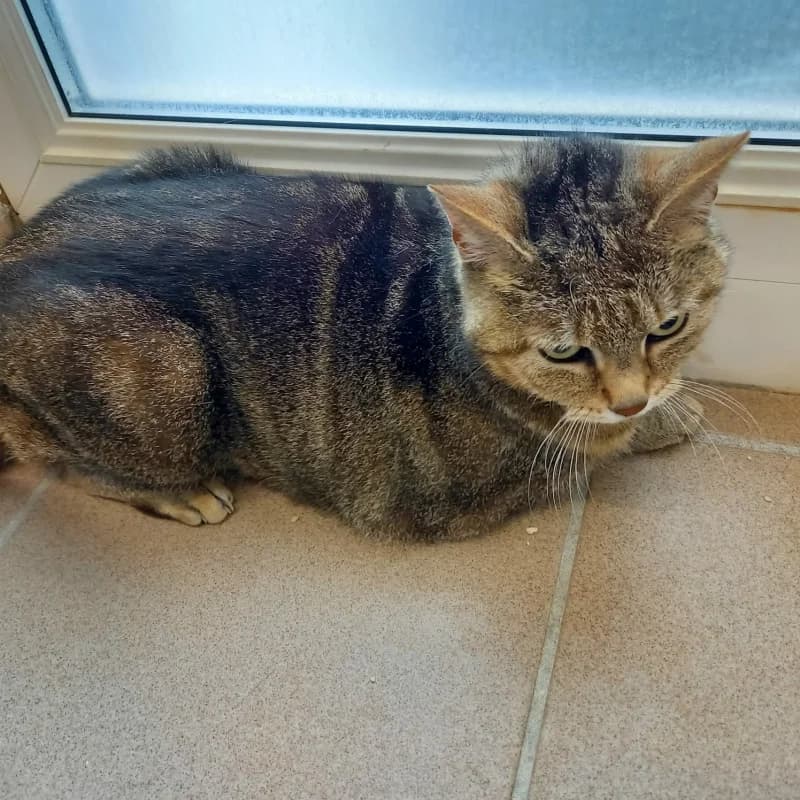 Pupuce, female 6yo European Shorthair for adoption at SRPA Liege, Srpa Liege