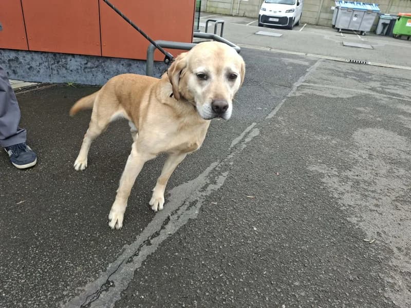 Teddy, male Labrador Retriever for adoption at SRPA Liege, Srpa Liege