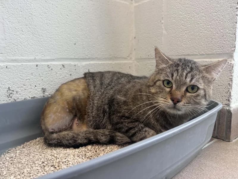 Ronnie, male 5yo European Shorthair for adoption at SRPA Liege, Srpa Liege