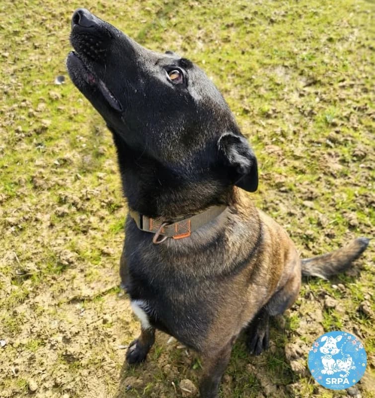 Enzo, male 4yo Belgian Malinois for adoption at SRPA Arlon