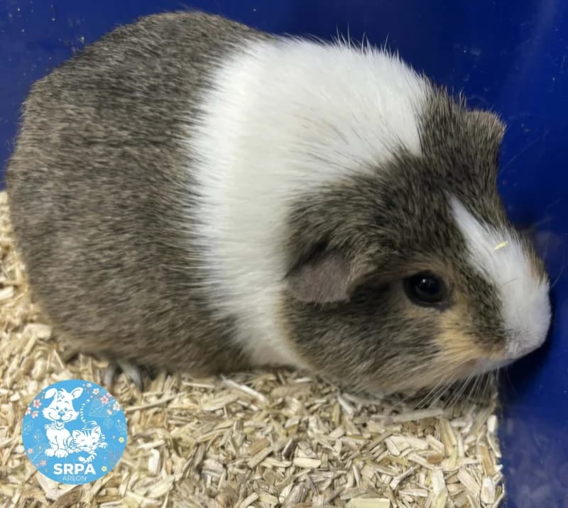 Animal 600.039, male mixed breed for adoption at Srpa Liege