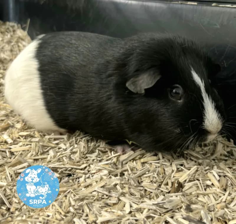 Animal 600.039, male mixed breed for adoption at Srpa Liege